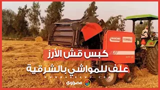 "الحِمل بيتباع بالمئات".. شاهد عمليات كبس وتخزين قش الأرز لاستخدامه علفًا للمواشي في الشرقية