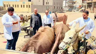  بينها فحص بالسونار.. بيطري الدقهلية يطلق قافلة علاجية بقرية "البشنيني"