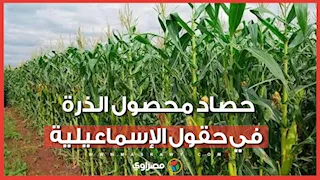فرحة ورزق حلال.. شاهد حصاد محصول الذرة في حقول الإسماعيلية