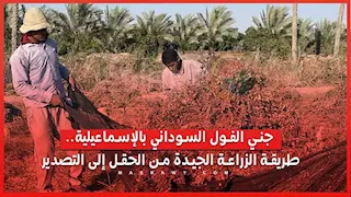 جني الفول السوداني بالإسماعيلية.. طريقة الزراعة الجيدة من الحقل إلى التصدير