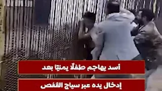 أسد يهاجم طفلًا يمنيًا بعد إدخال يده عبر سياج القفص