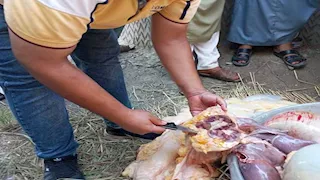 قبل تقديمها للمعازيم.. تحرك عاجل ينقذ أهالي مطوبس من تناول ذبيحة مصابة بالسل -صور