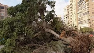 النيابة العامة تأمر باتخاذ إجراءات موسعة في بلاغات "قطع الأشجار"